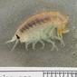 Anonyx sarsi