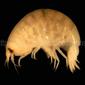 Anonyx nugax