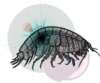 Lysianassoid Amphipoda of the World